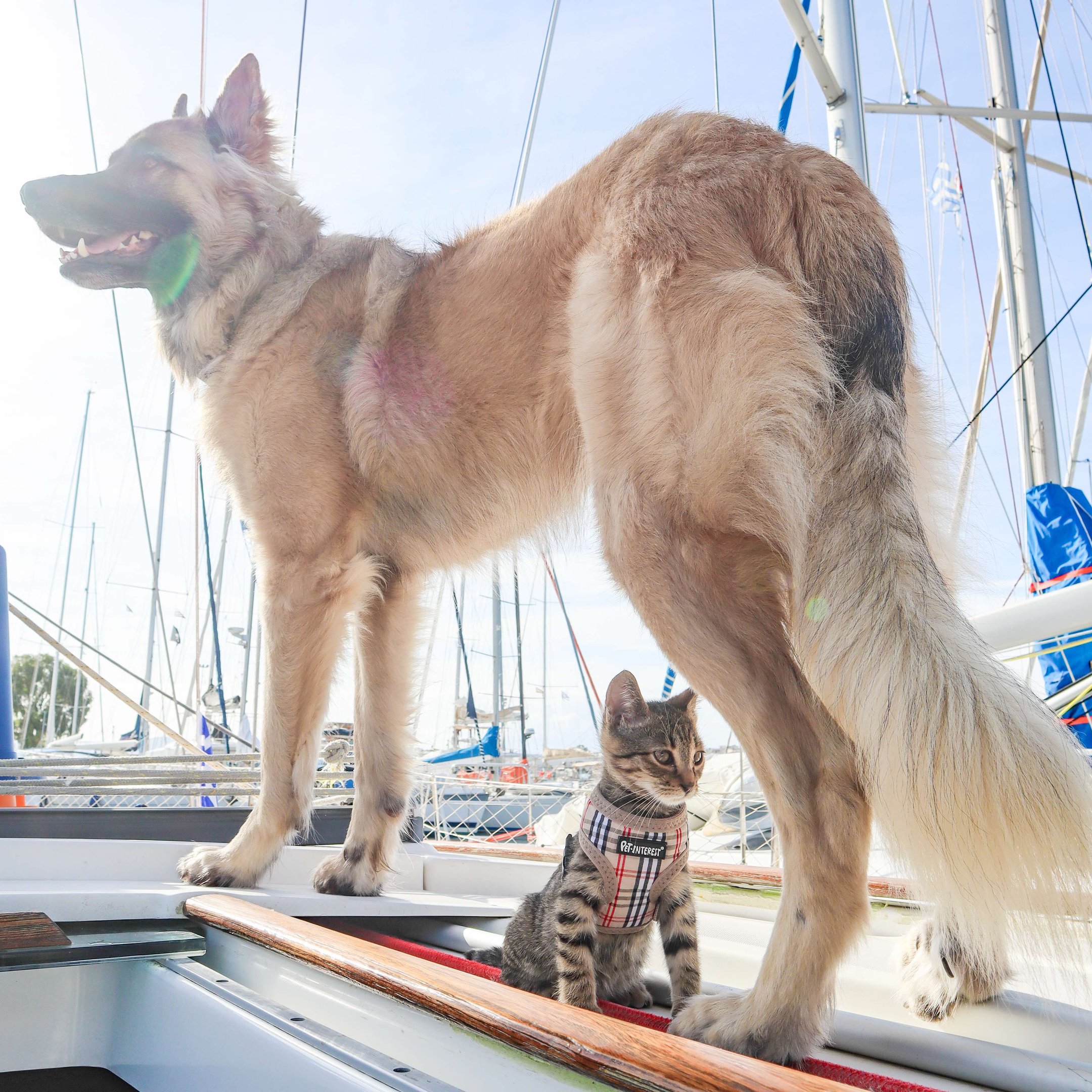 A dog and cat aboard a boat in the Grenadines