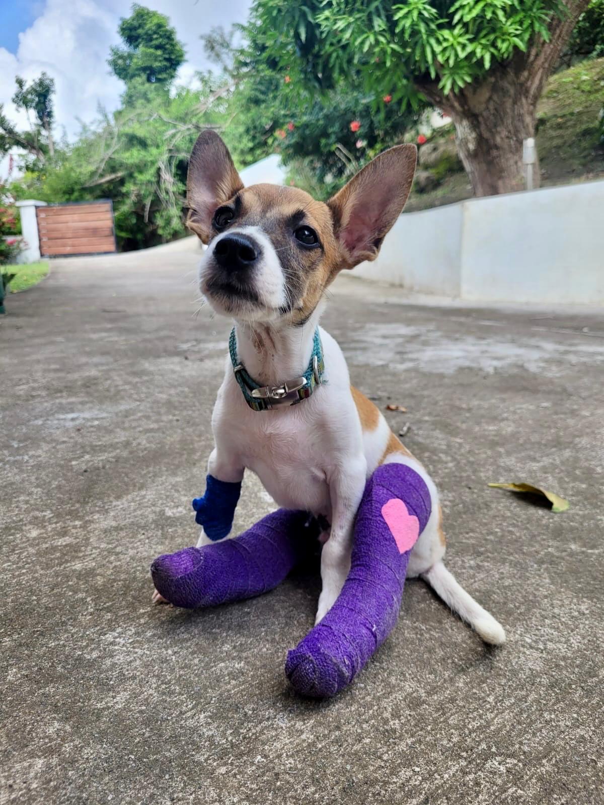A rescued puppy with a bandaged leg recovering at the clinic
